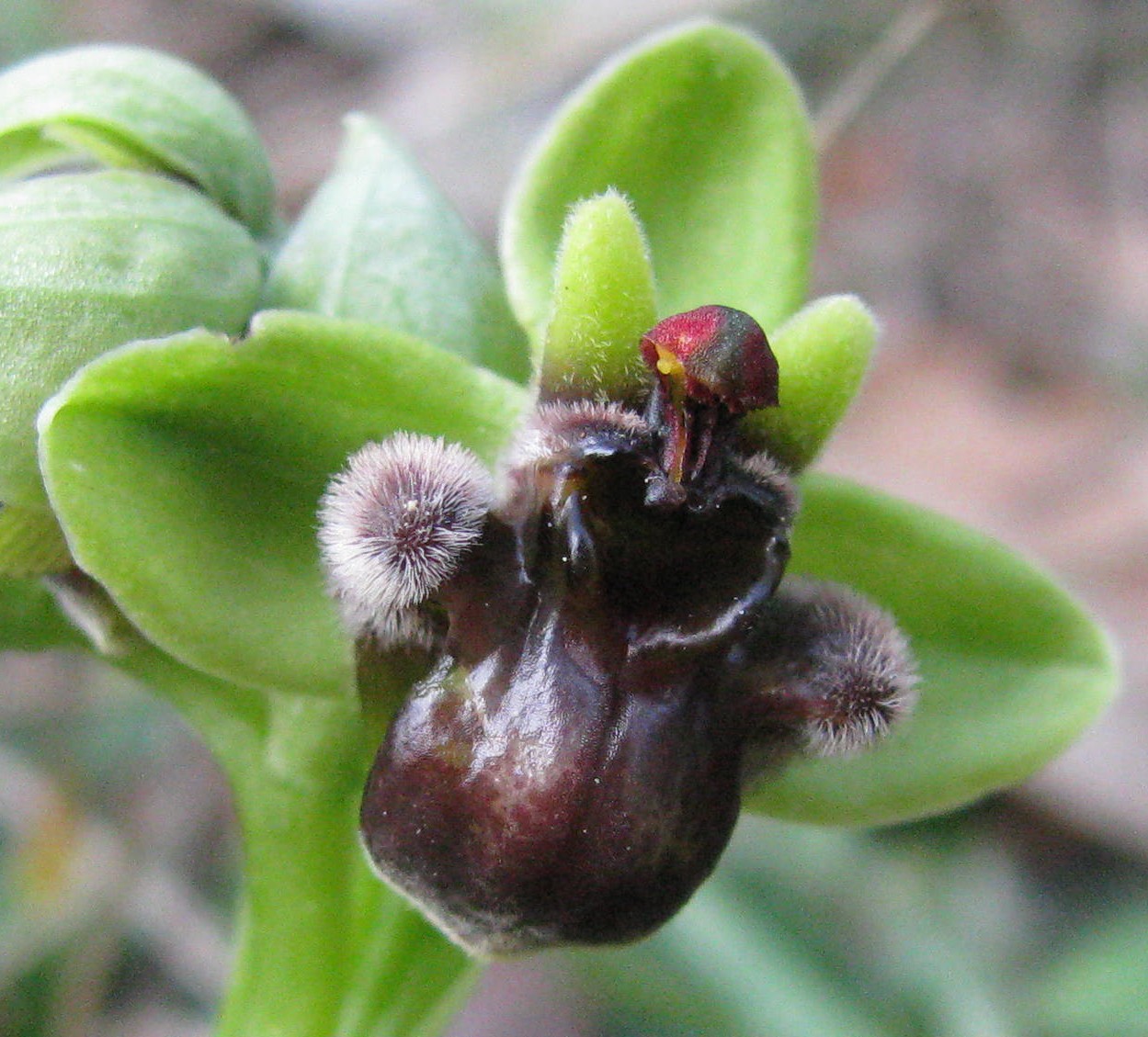 il meglio fiore 2008